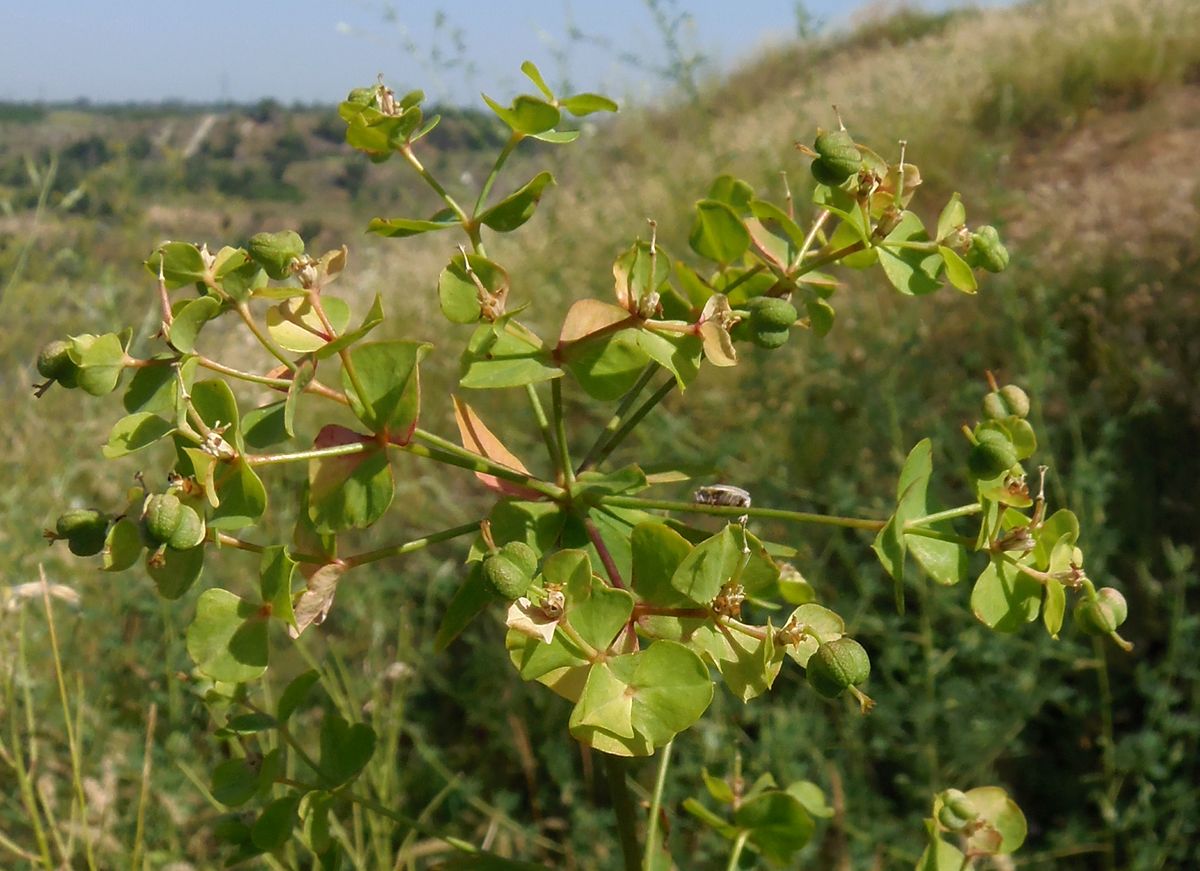 Изображение особи род Euphorbia.