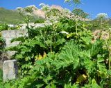 Heracleum sosnowskyi