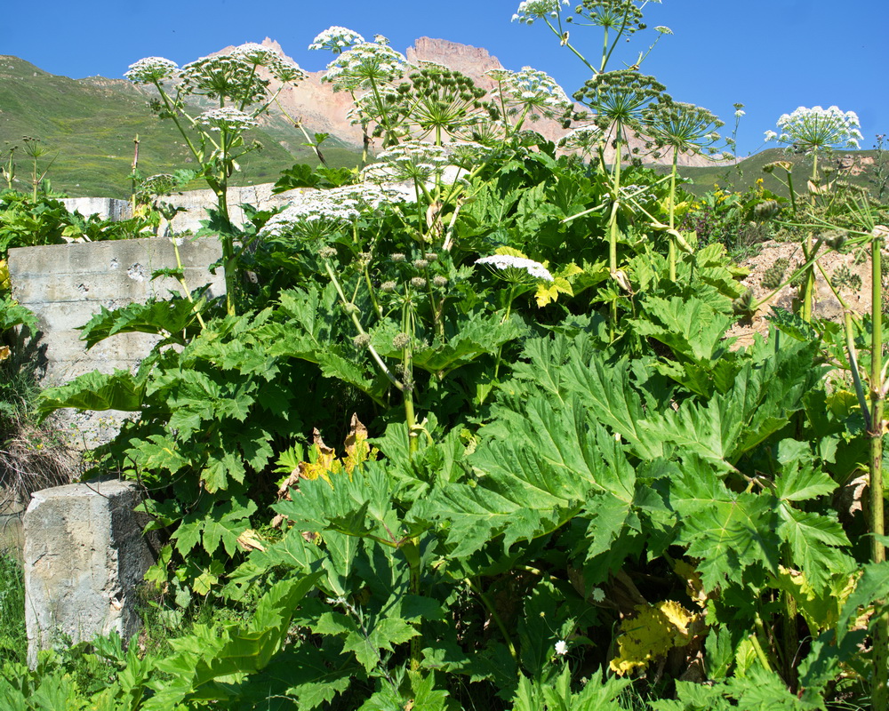 Image of Heracleum sosnowskyi specimen.