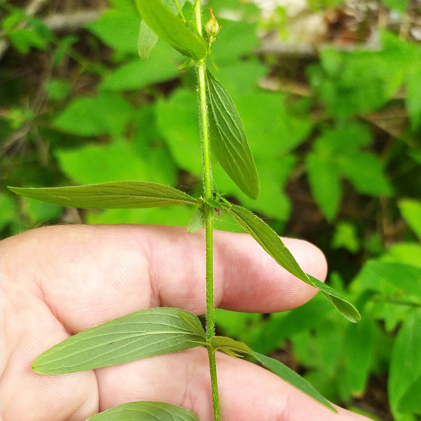 Image of Hypericum hirsutum specimen.