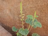 Cleome lipskyi