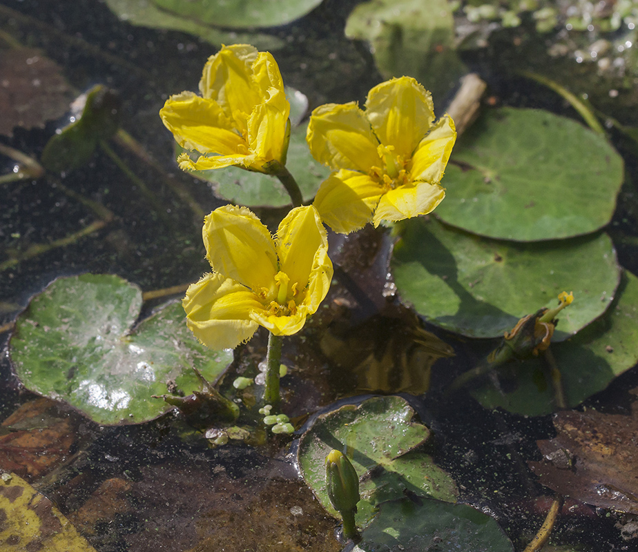 Image of Nymphoides peltata specimen.