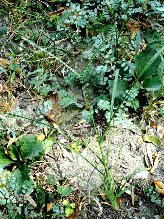 Image of Eleusine indica specimen.