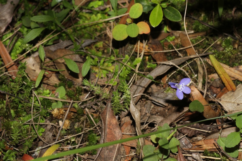 Изображение особи Lobelia flaccida.