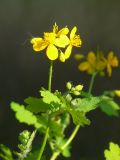 Chelidonium majus