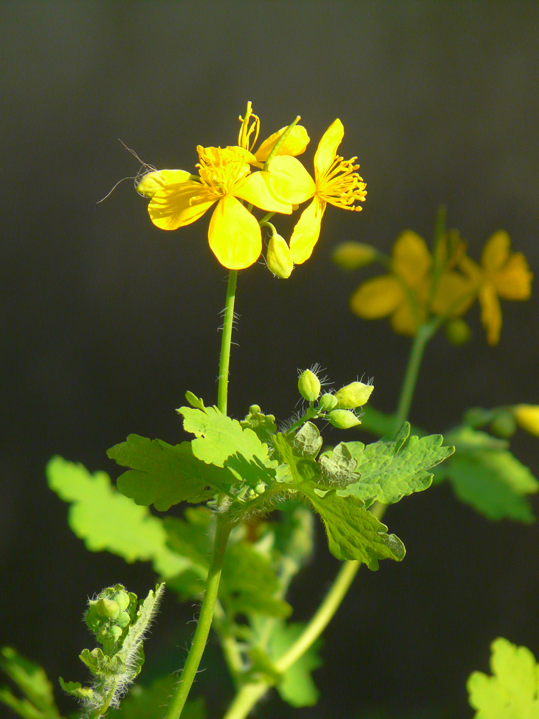 Chelidonium majus. Чистотел Chelidonium majus. Chelidonium majus сырье. Chelidonium majus всходы. Чистотел обои.