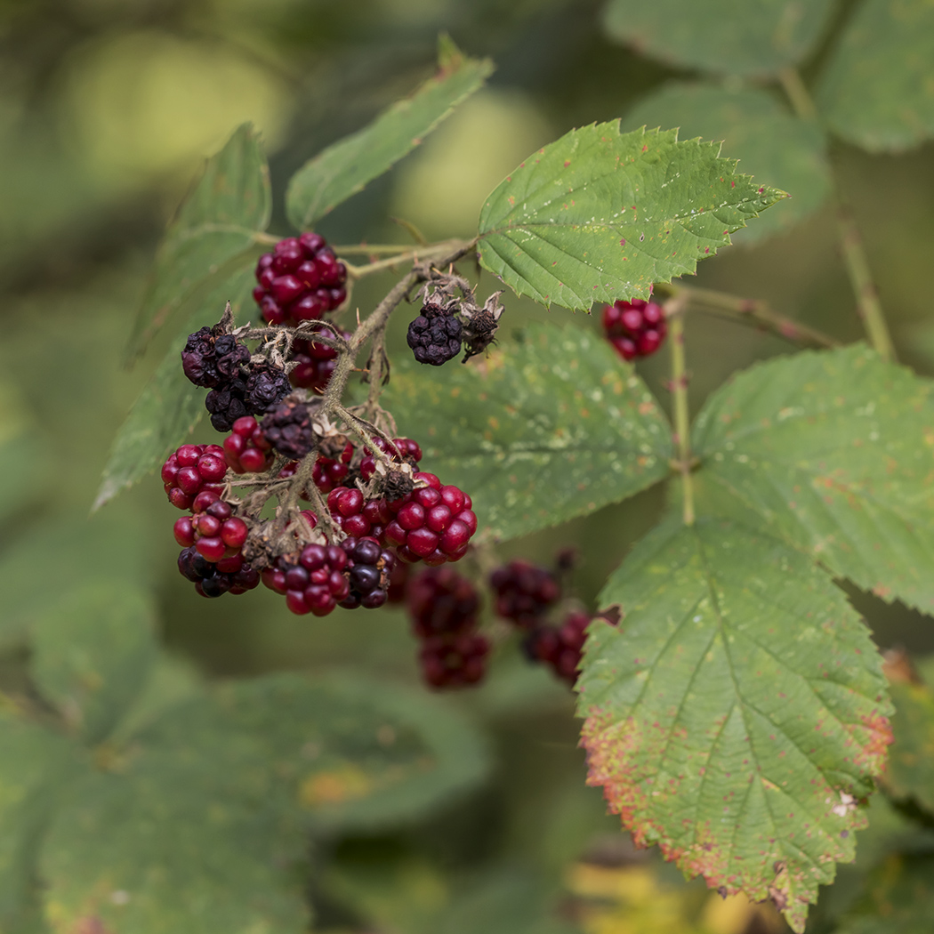 Изображение особи род Rubus.