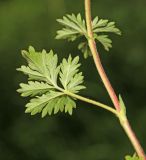 Potentilla tobolensis. Часть побега с листом (вид на абаксиальную поверхность). Приморский край, г. Владивосток, окр. ж.-д. пл. \"Садгород\", возле ж.-д. полотна. 12.06.2020.