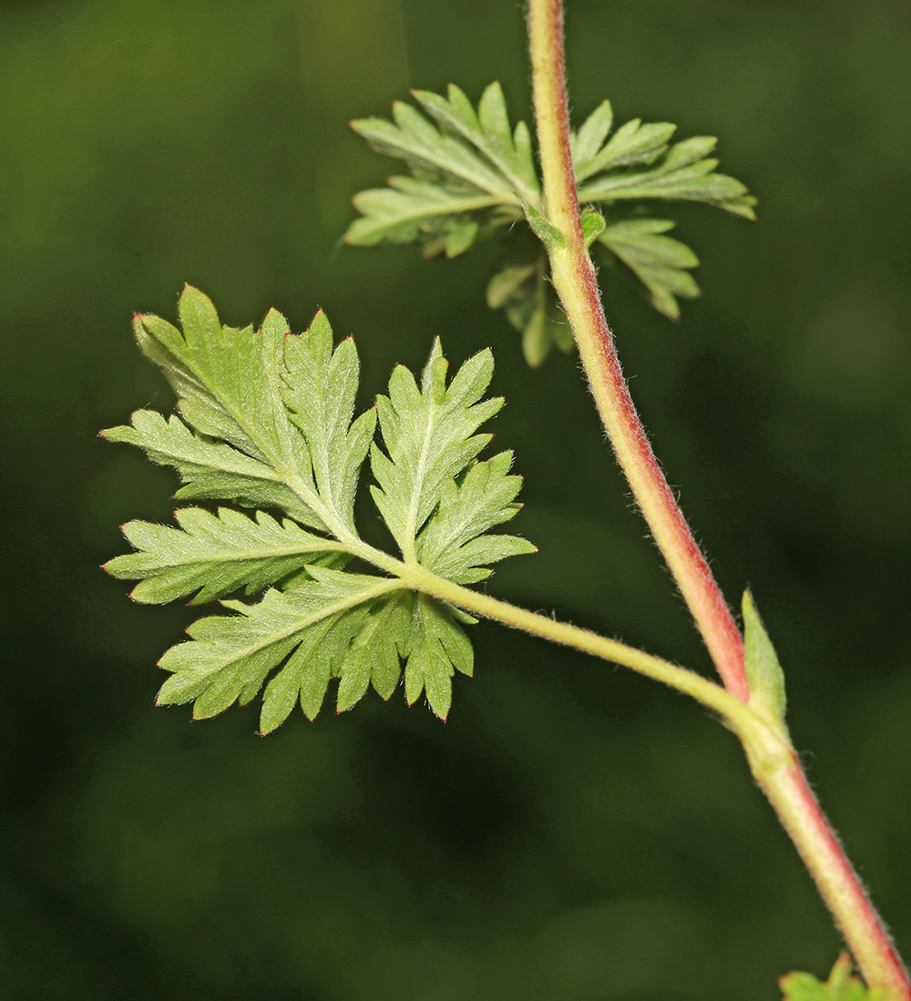 Изображение особи Potentilla tobolensis.