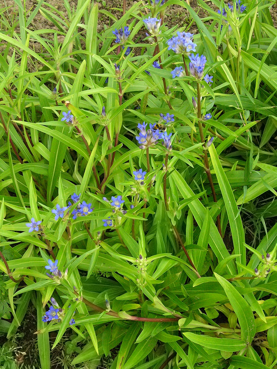 Image of genus Gentiana specimen.