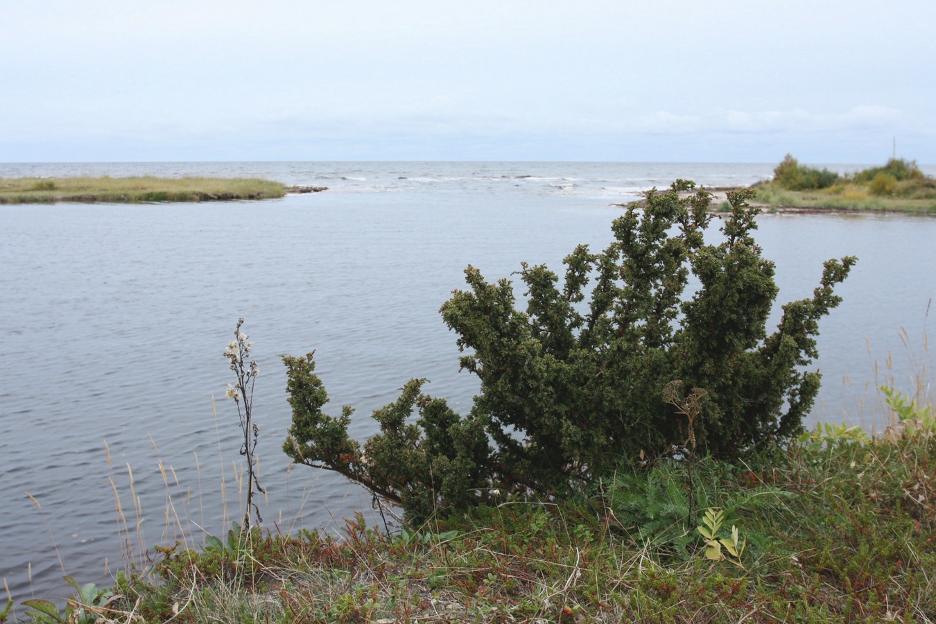 Image of Juniperus sibirica specimen.