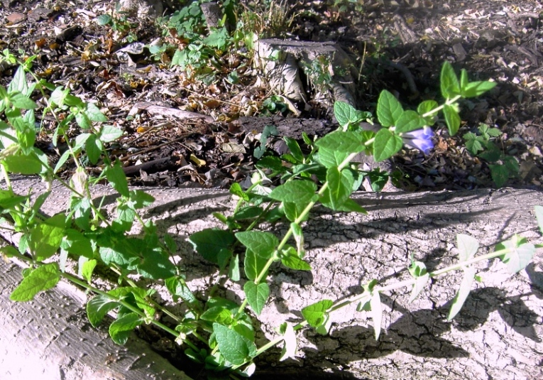 Image of Scutellaria galericulata specimen.