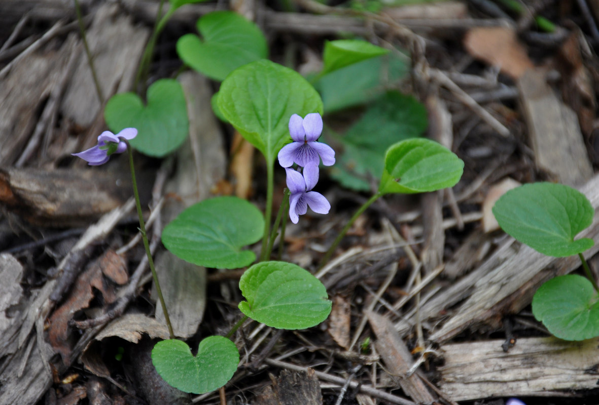 Изображение особи Viola palustris.