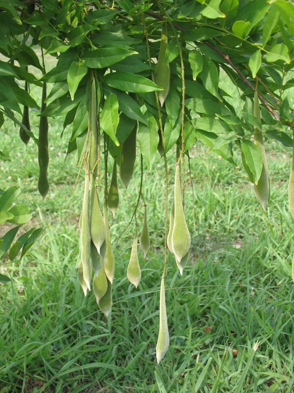 Image of Wisteria sinensis specimen.