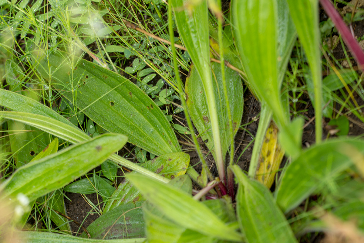 Image of Plantago urvillei specimen.