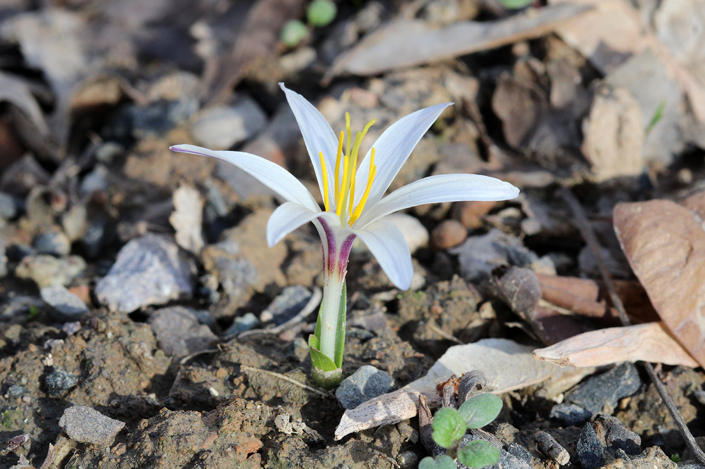 Image of Colchicum kesselringii specimen.