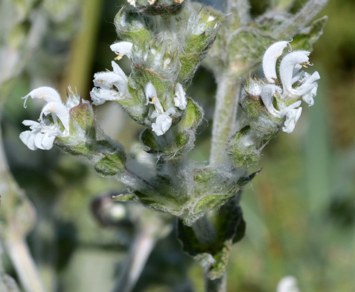 Image of Salvia aethiopis specimen.