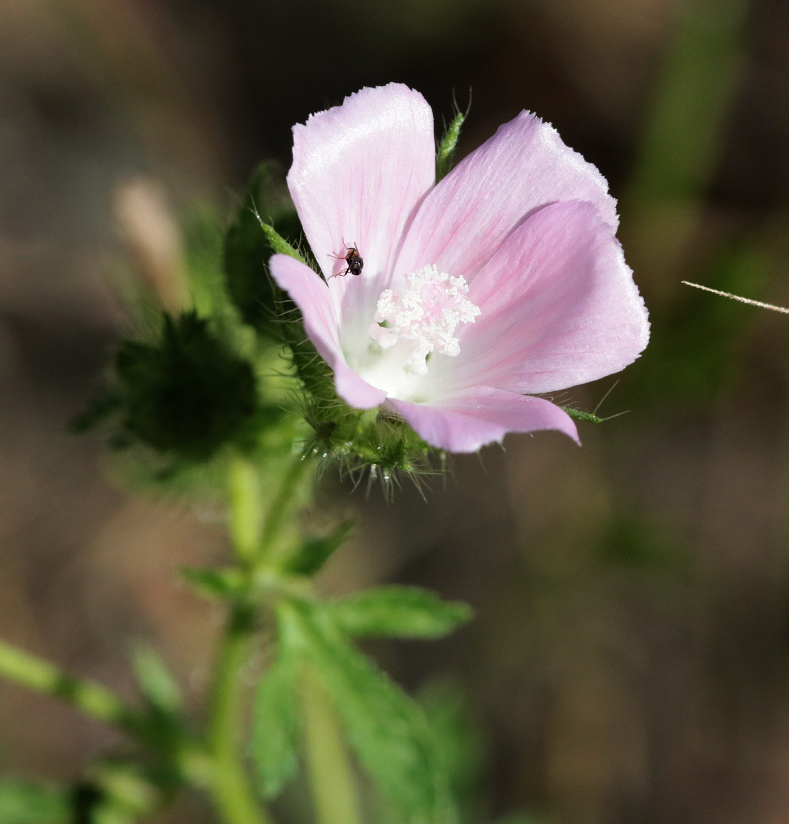 Image of Malva setigera specimen.