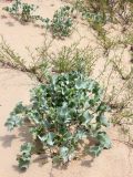 Eryngium maritimum