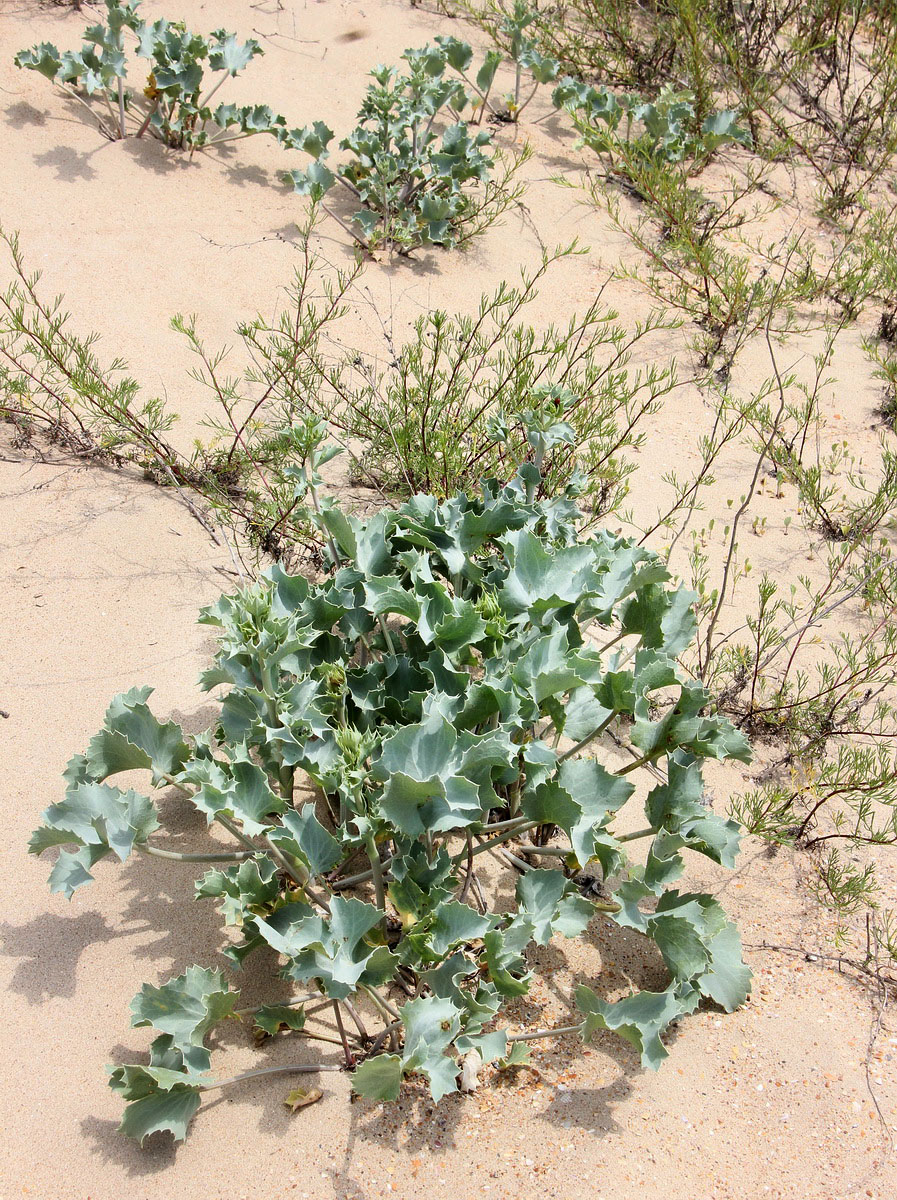 Изображение особи Eryngium maritimum.