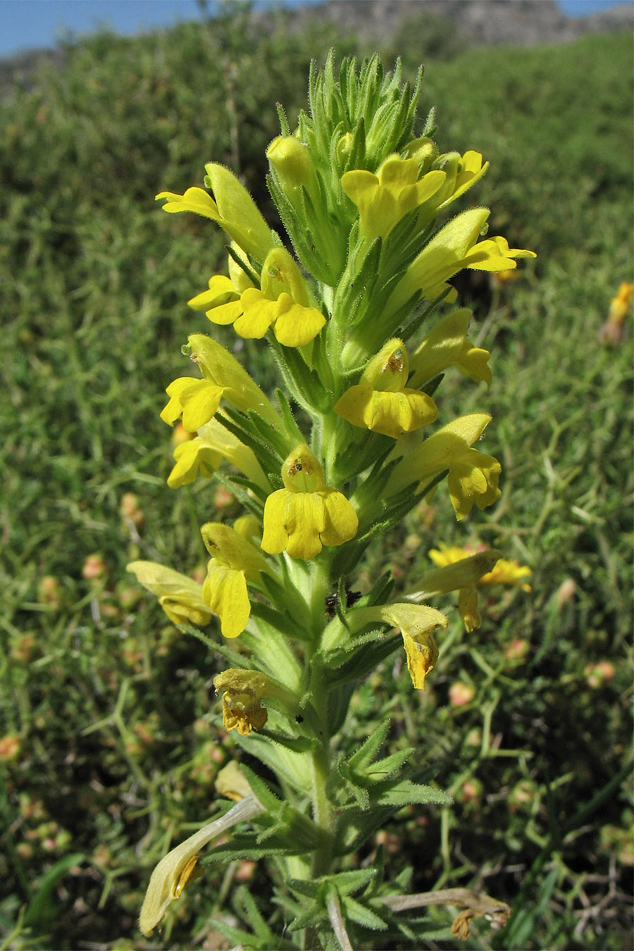 Image of Parentucellia viscosa specimen.