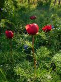 Paeonia tenuifolia. Верхушки цветущих и бутонизирующих растений. Ростовская обл., Азовский р-н, Александровский лес, обочина лесной дороги со стороны дубравы. 03.05.2021.