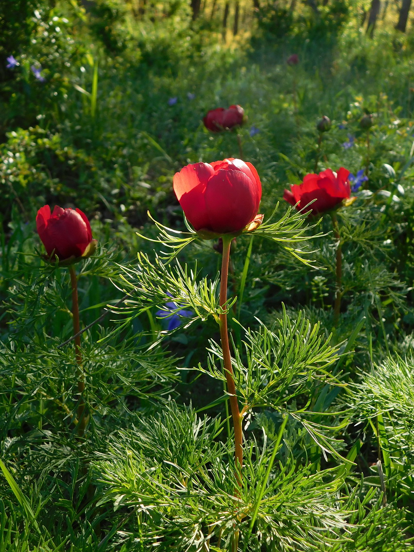 Изображение особи Paeonia tenuifolia.