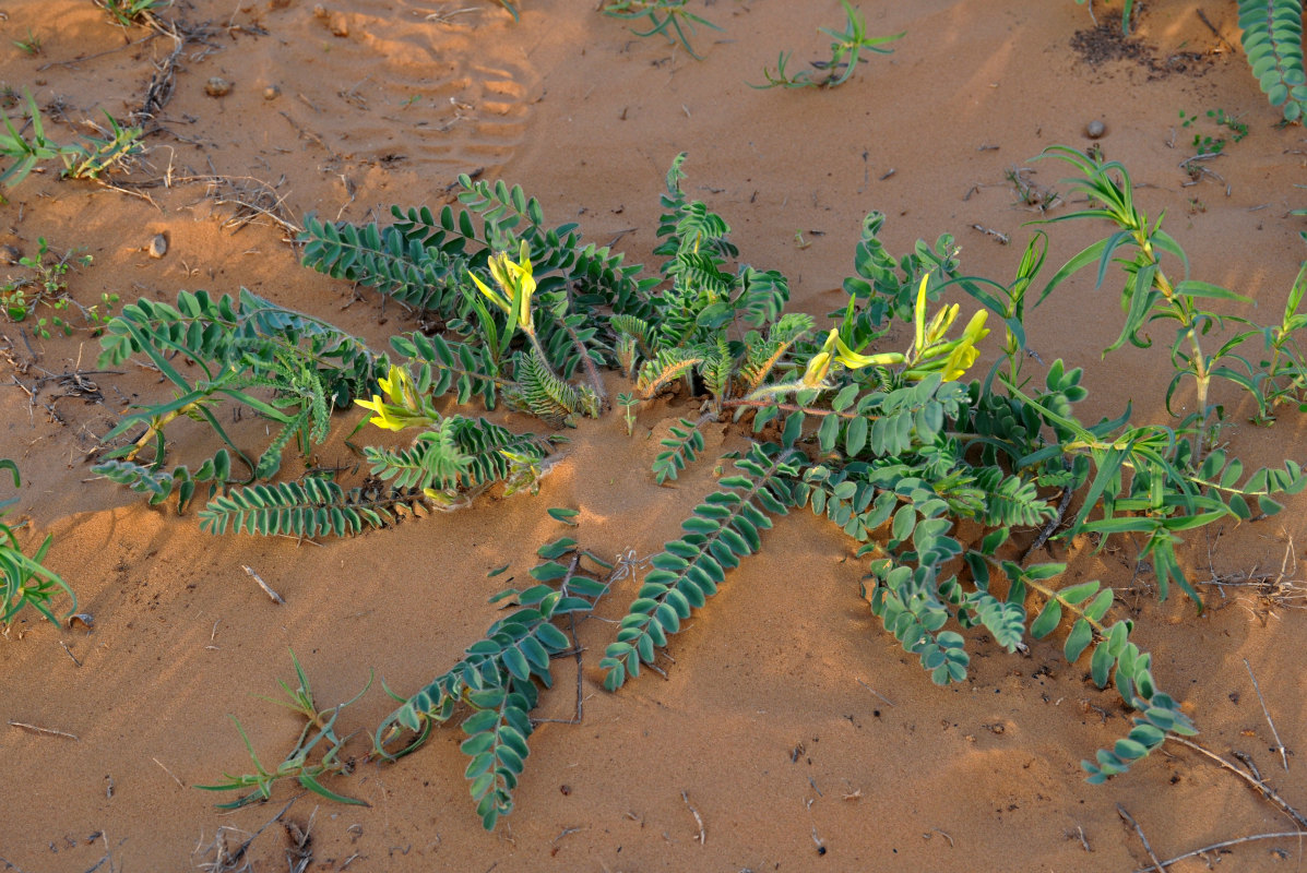 Изображение особи Astragalus longipetalus.