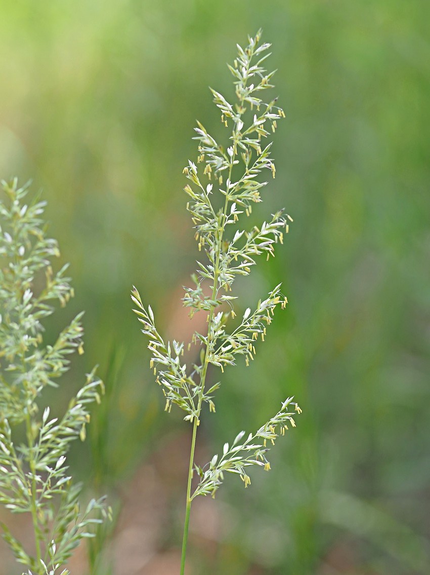 Image of Koeleria glauca specimen.