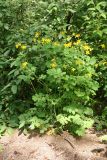 Chelidonium majus
