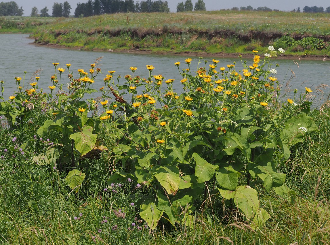 Изображение особи Inula helenium.