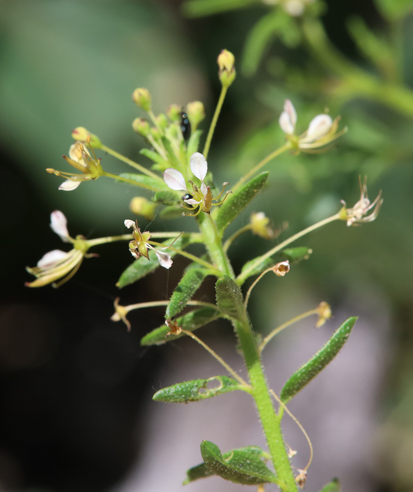 Image of Cleome circassica specimen.