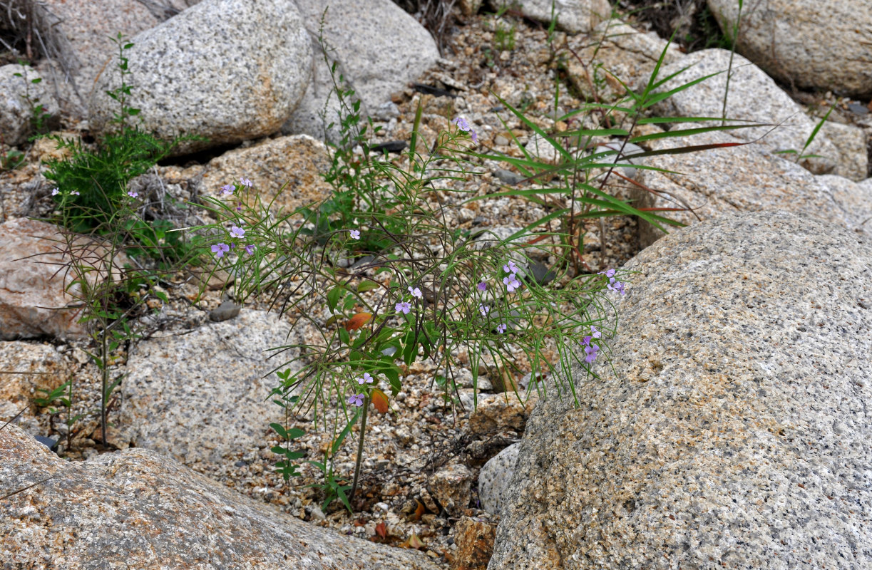 Изображение особи Dontostemon hispidus.