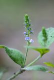 Veronica officinalis. Верхушка побега с соцветием. Краснодарский край, Абинский р-н, окр. станицы Эриванской, склон горы Шизе, лесовозная дорога, сырое место. 29.05.2021.