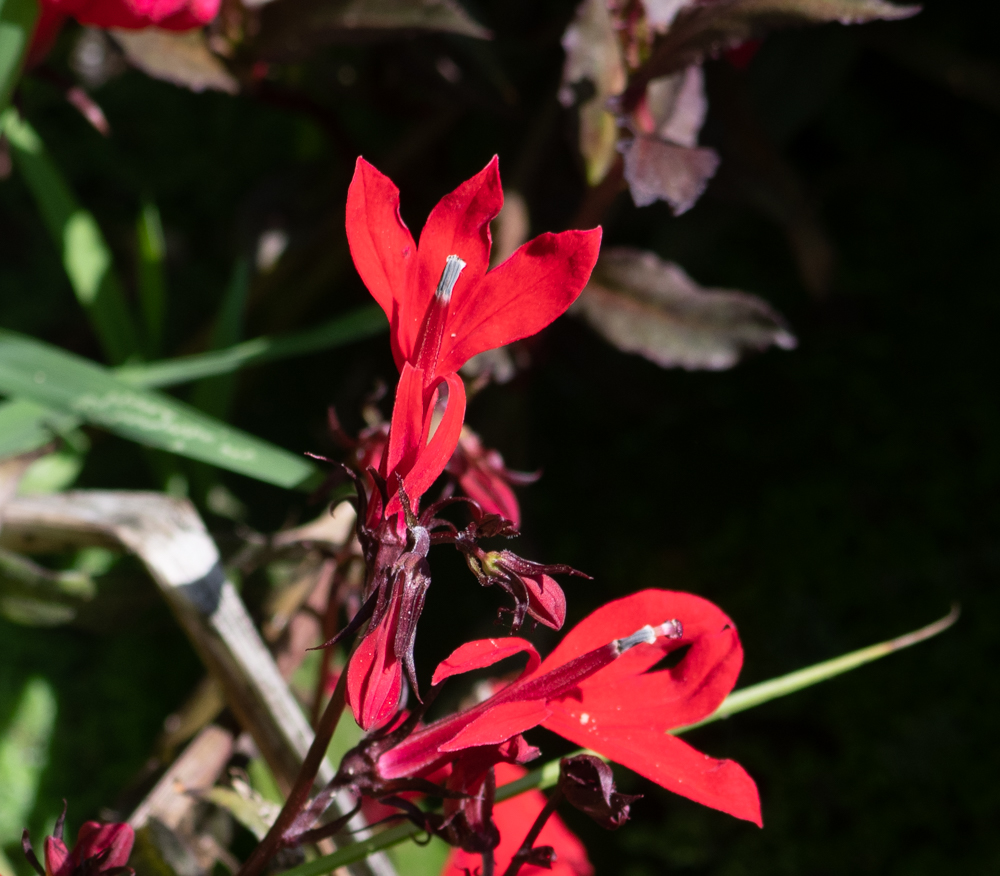 Image of Lobelia cardinalis specimen.