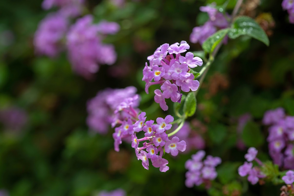 Изображение особи Lantana montevidensis.