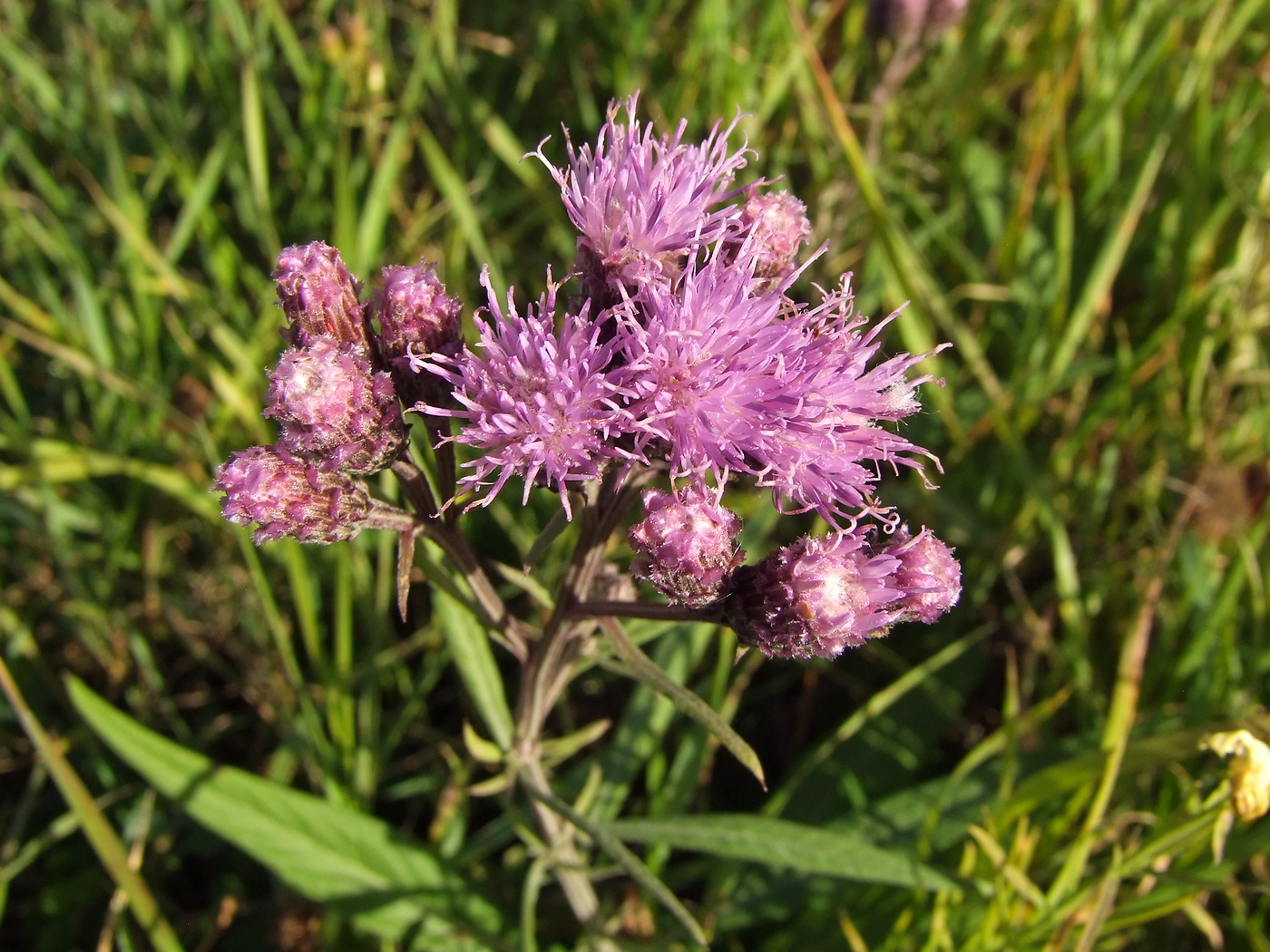 Image of Saussurea amara specimen.