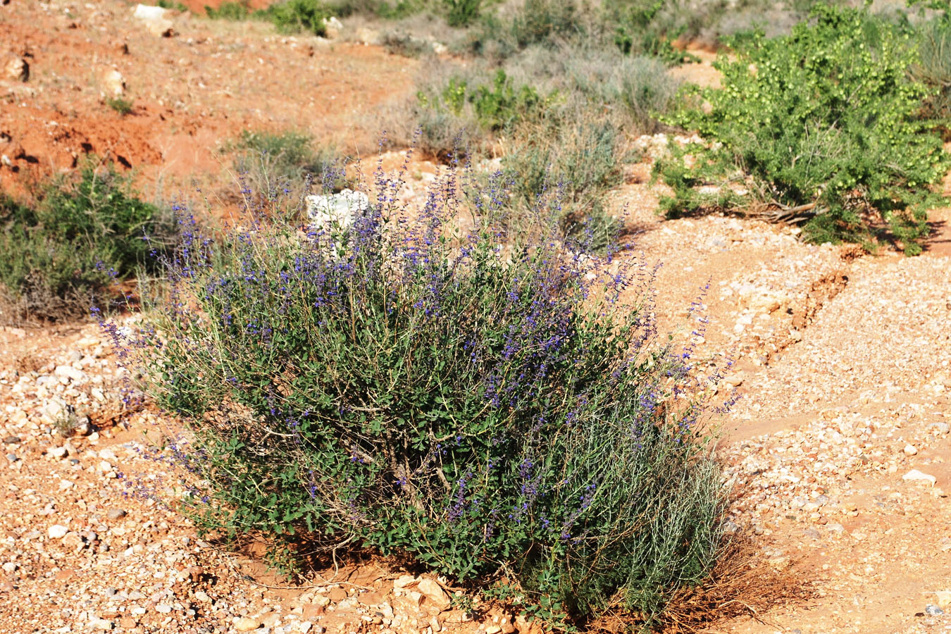 Image of Perovskia scrophulariifolia specimen.