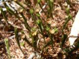 genus Polytrichum