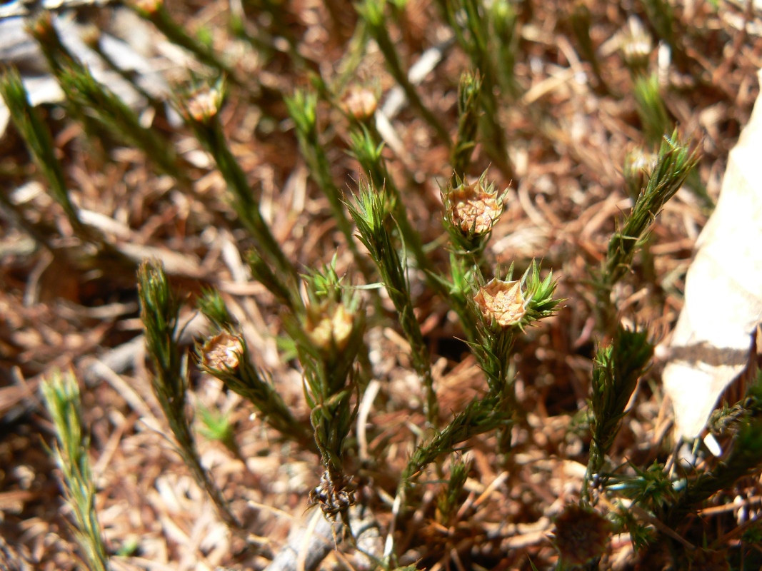 Изображение особи род Polytrichum.