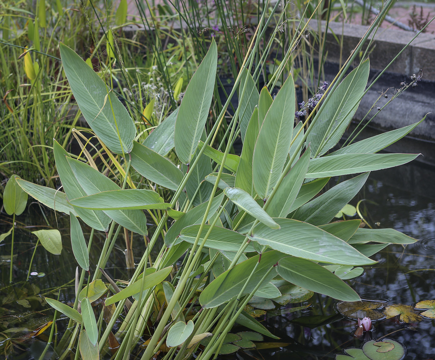 Image of Thalia dealbata specimen.