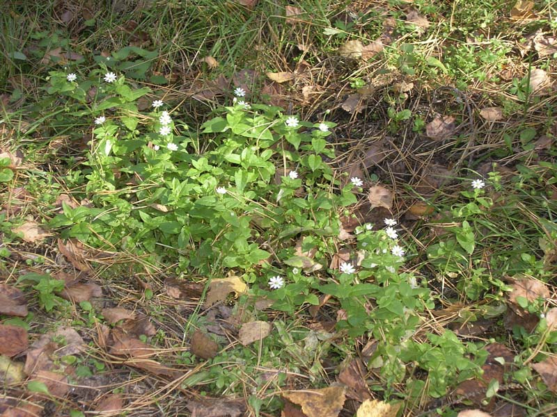 Изображение особи Myosoton aquaticum.