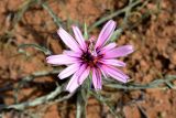 Tragopogon ruber