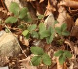 Potentilla micrantha