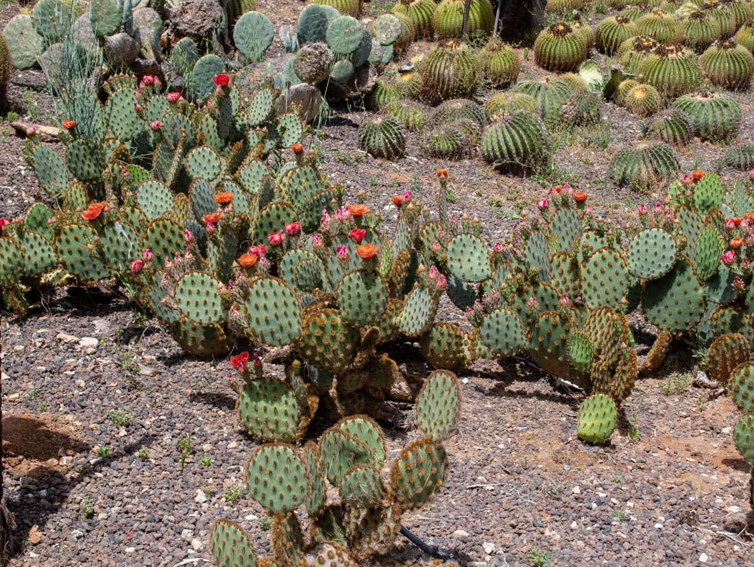 Image of Opuntia aciculata specimen.