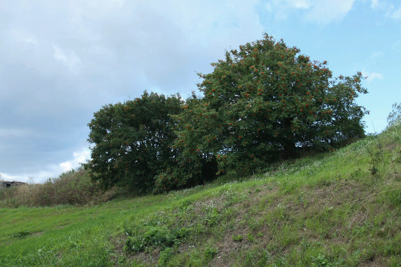 Image of Sorbus aucuparia specimen.