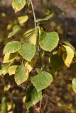 Betula tianschanica