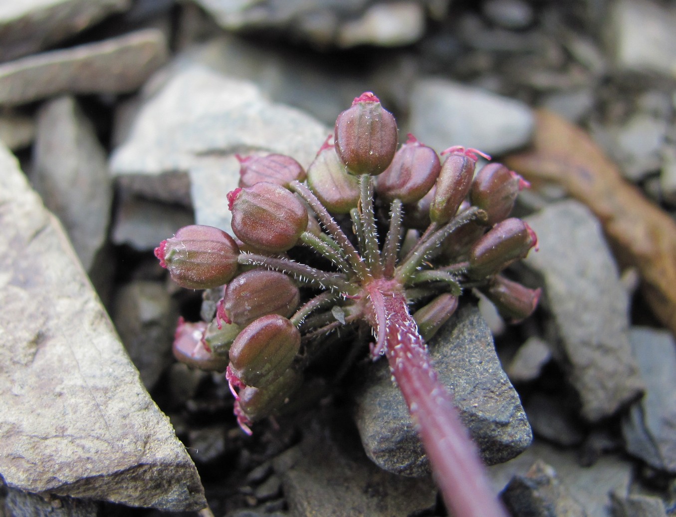 Image of Symphyoloma graveolens specimen.