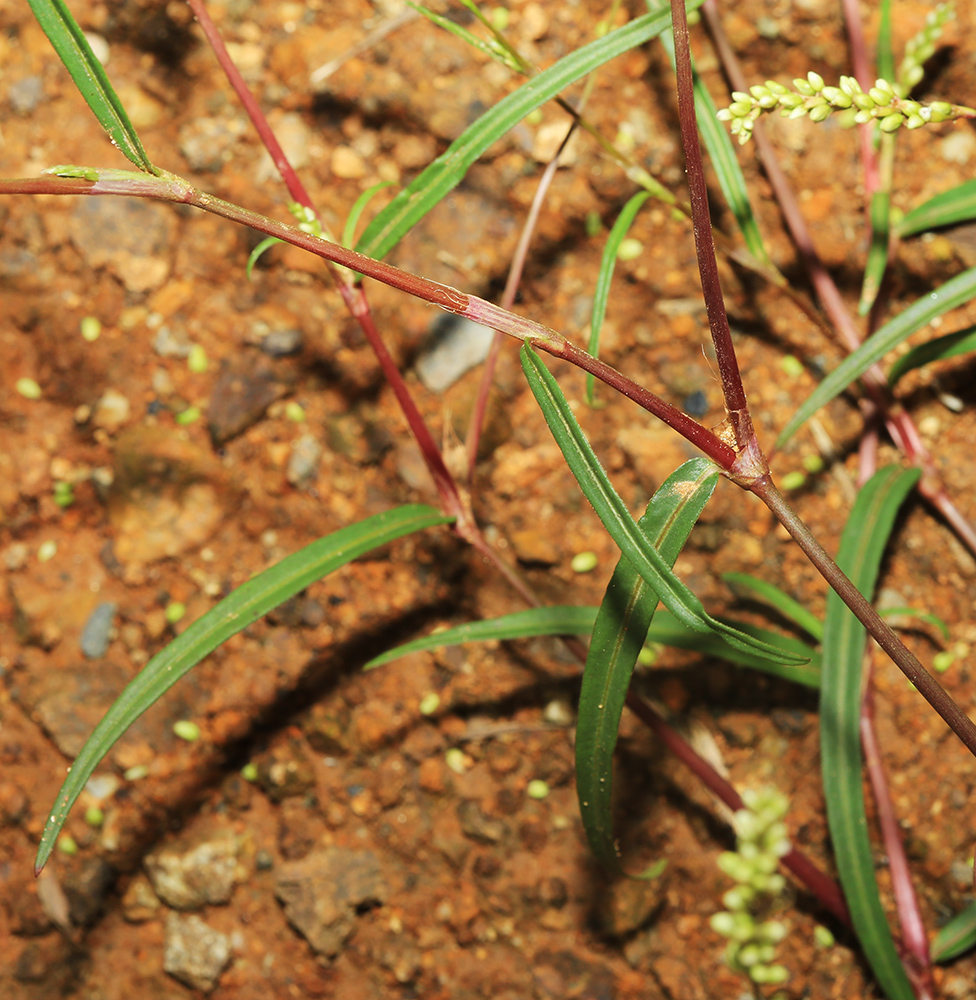 Image of Persicaria trigonocarpa specimen.