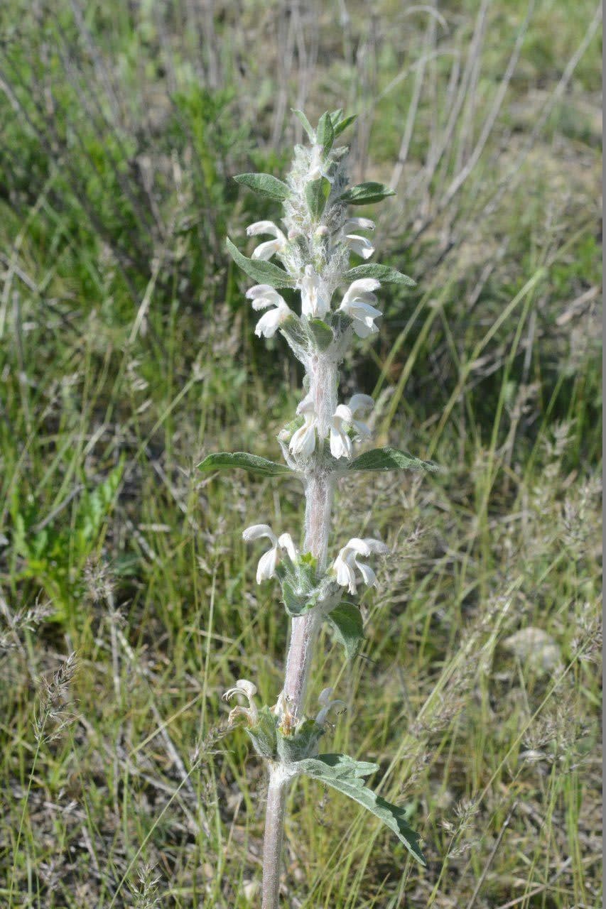 Изображение особи Phlomoides kirghisorum.